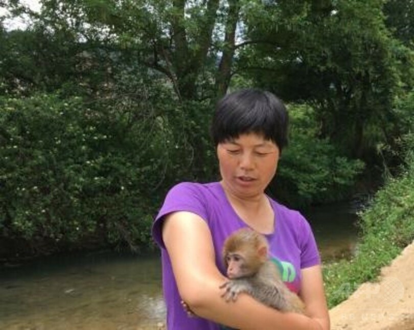 救助された小猿、村の人気者に 雲南