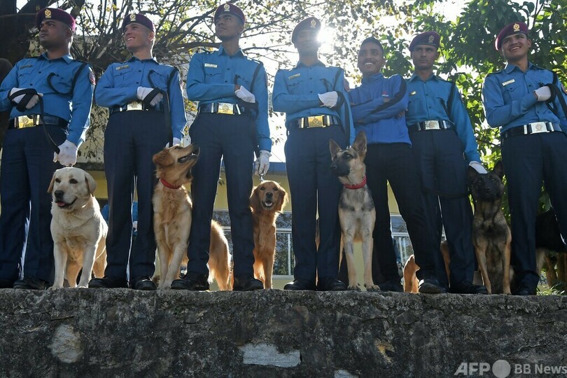 警察犬も祝福、ヒンズー教の祭り「ティハール」 ネパール 写真6枚 国際ニュース：AFPBB News