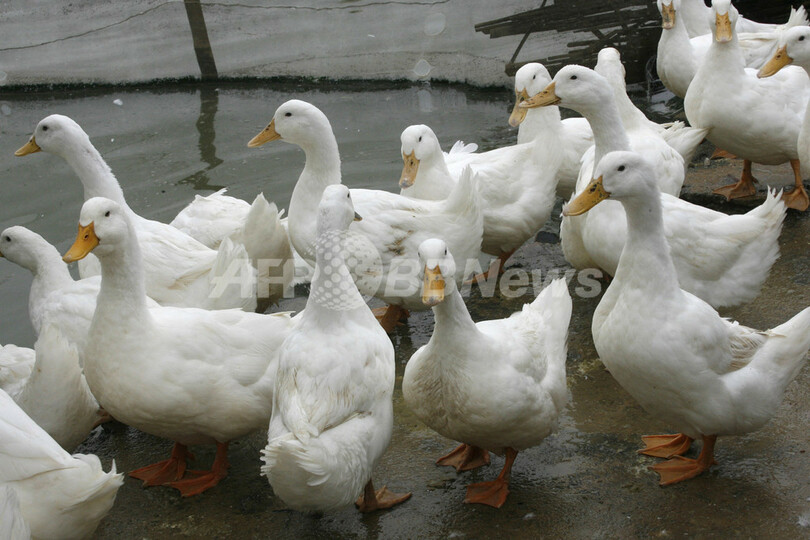 ＜鳥インフルエンザ＞ベトナムで新たに人への感染か