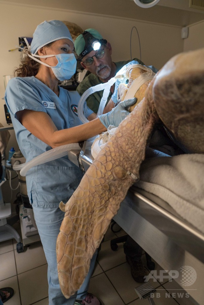 乳頭腫のウミガメ増加、対応に追われる米フロリダの「カメ病院」