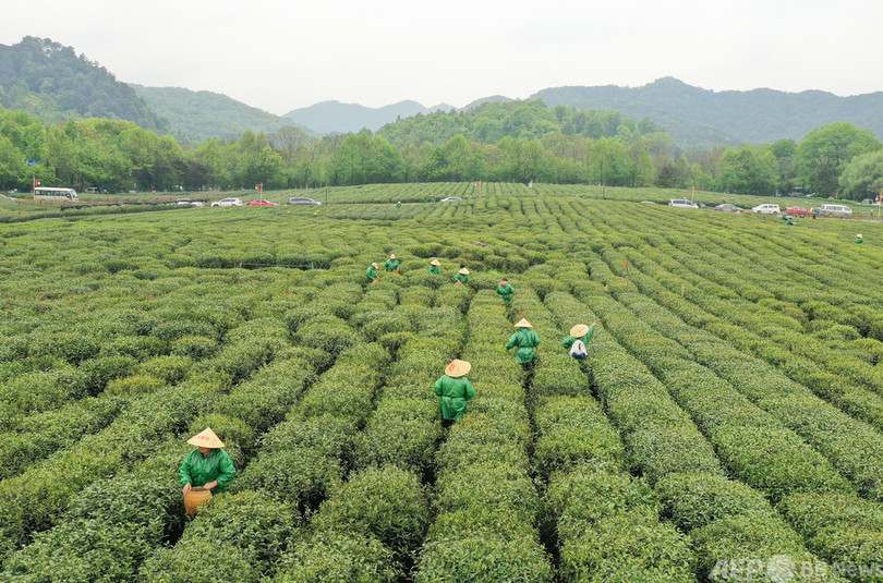 「贈答用茶葉」「天価茶」の派手な宣伝を厳重に防ぐため、杭州市で特別監督検査を実施