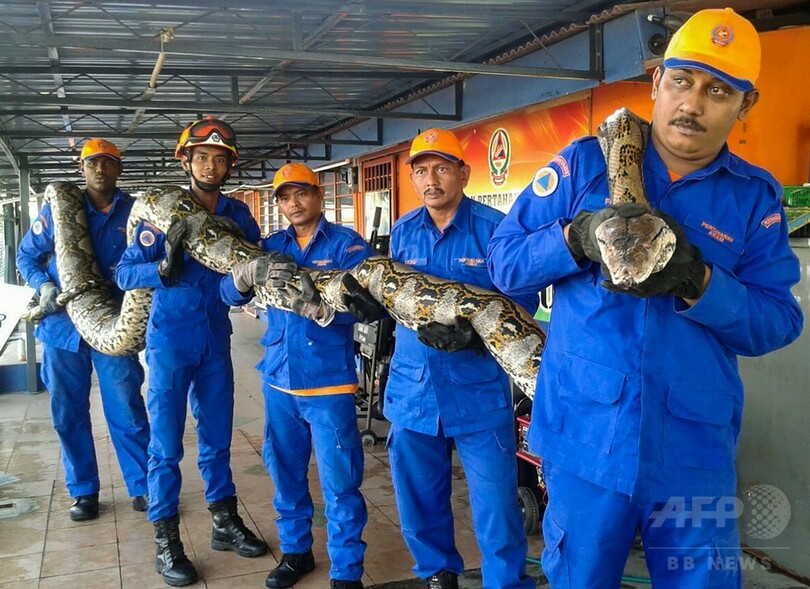 体長7 5メートルの巨大ヘビ 建設現場で発見 マレーシア 写真2枚 国際ニュース Afpbb News