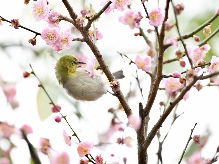 春の訪れを告げるメジロ 福建省福州市 写真8枚 国際ニュース Afpbb News