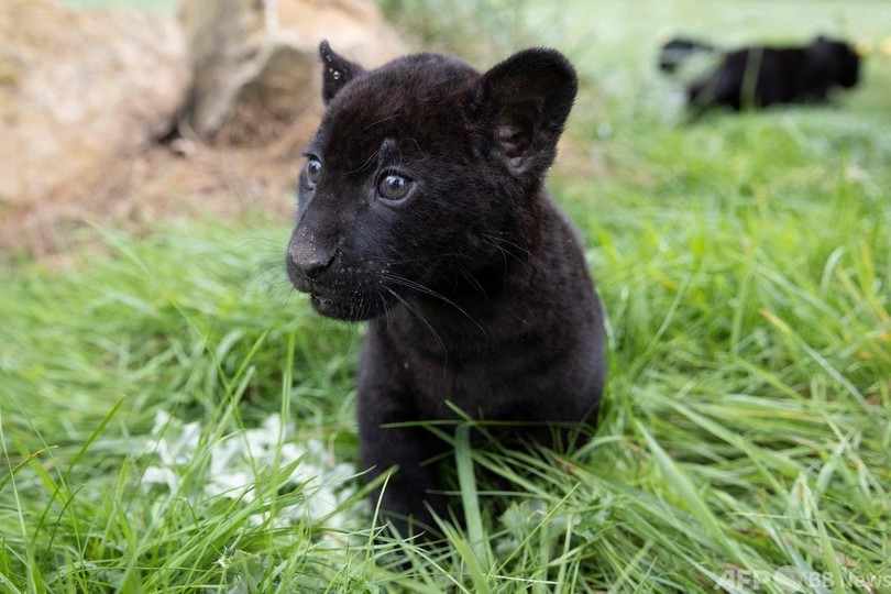 ピューマとジャガーの赤ちゃん 仲良く成長中 仏動物園 写真14枚 国際ニュース Afpbb News