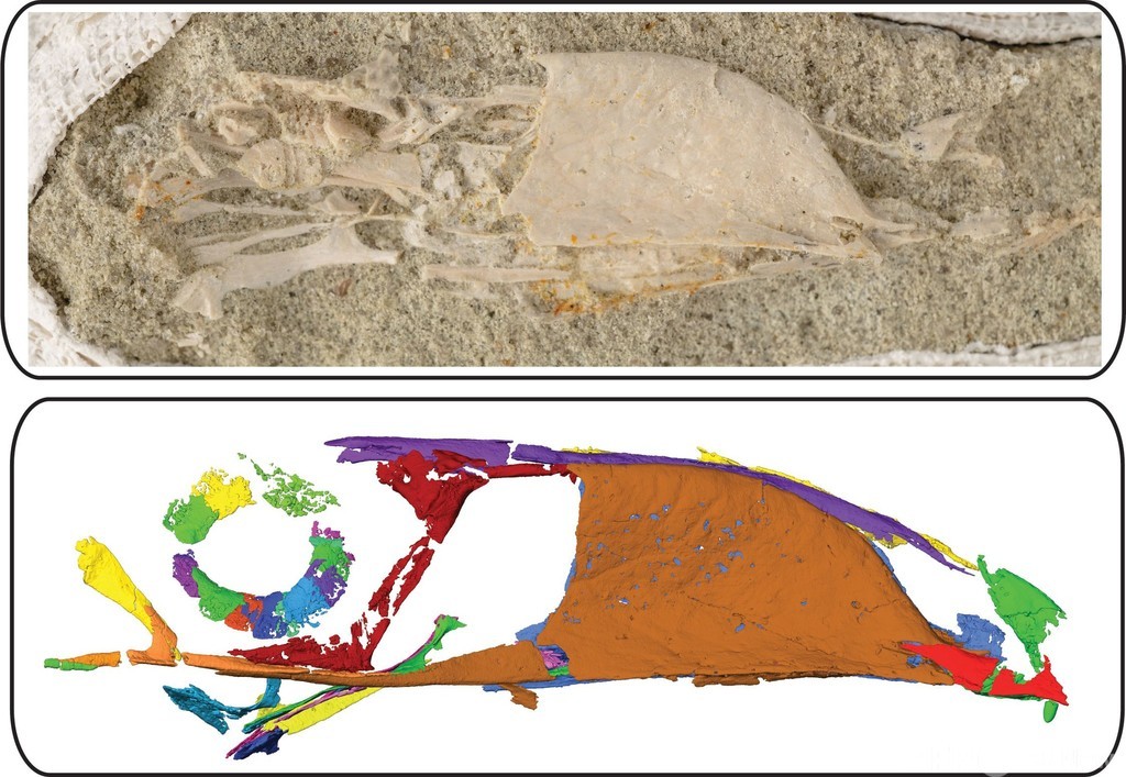 「出っ歯のオオハシ」? 新種の古代鳥の化石発見、多様性示唆 「出っ歯のオオハシ」? 新種の古代鳥の化石発見、多様性示唆