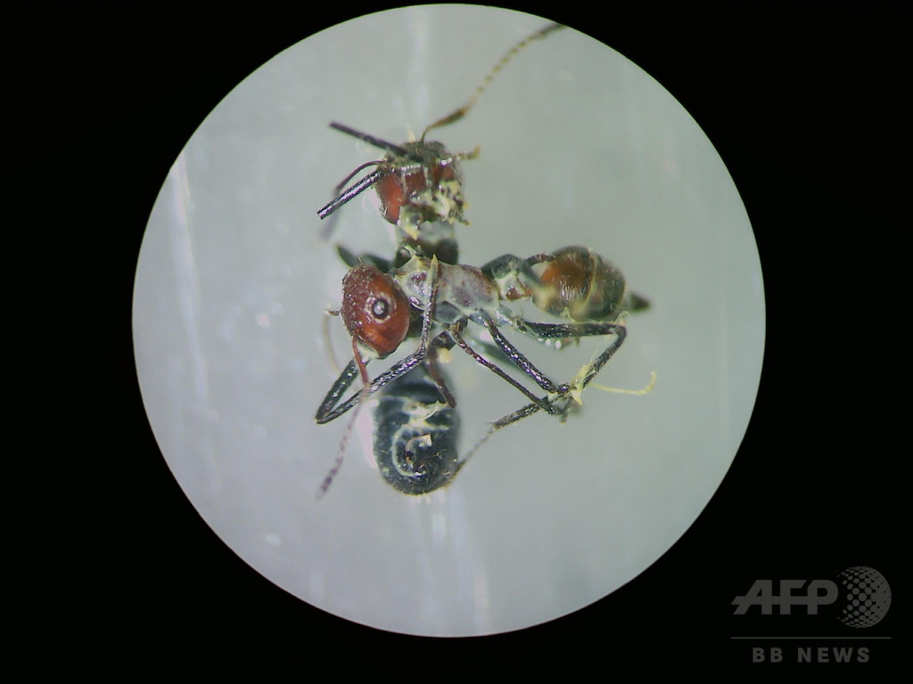 敵を道連れにする「自爆アリ」の複数種 ボルネオ島で発見 研究 敵を道連れにする「自爆アリ」の複数種 ボルネオ島で発見 研究