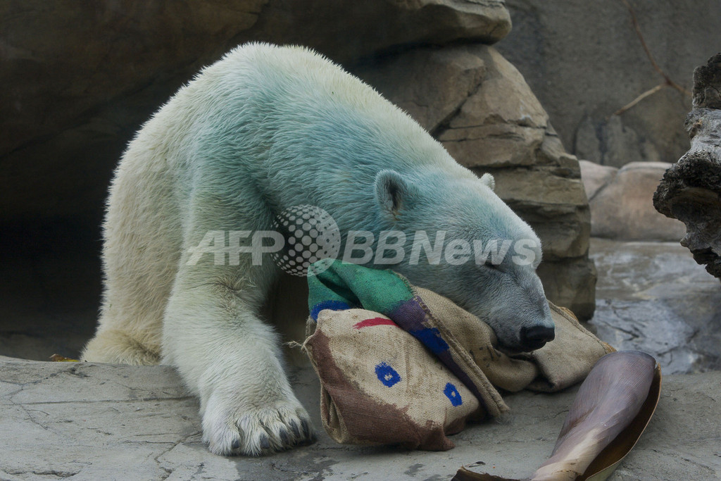 ちょっと「ブルー」なホッキョクグマ、米動物園の保護活動イベントの一環で ちょっと「ブルー」なホッキョクグマ、米動物園の保護活動イベントの一環で