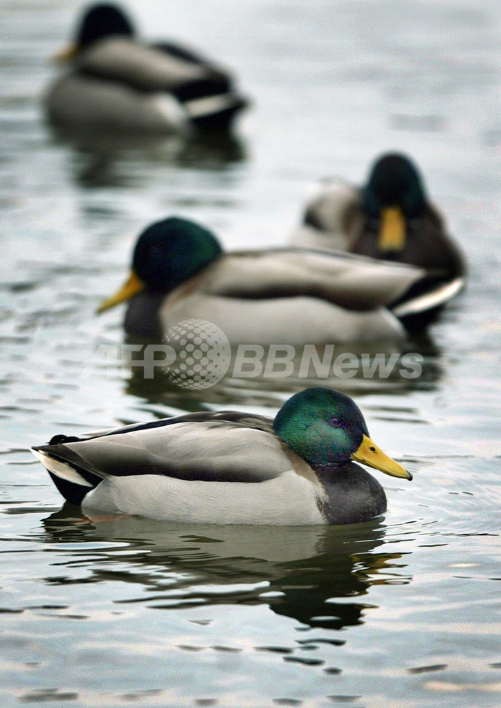 鳥インフル運ぶアヒル、ウイルスへの免疫持つ ゲノム解読 鳥インフル運ぶアヒル、ウイルスへの免疫持つ ゲノム解読