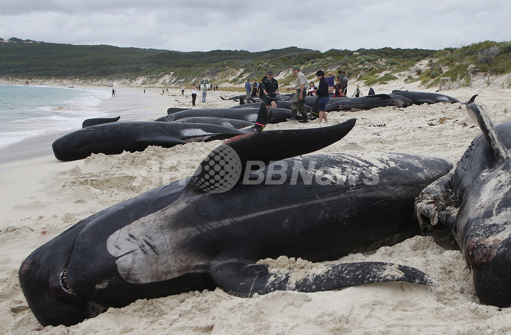 オーストラリアでクジラが大量座礁、21頭が死亡 オーストラリアでクジラが大量座礁、21頭が死亡