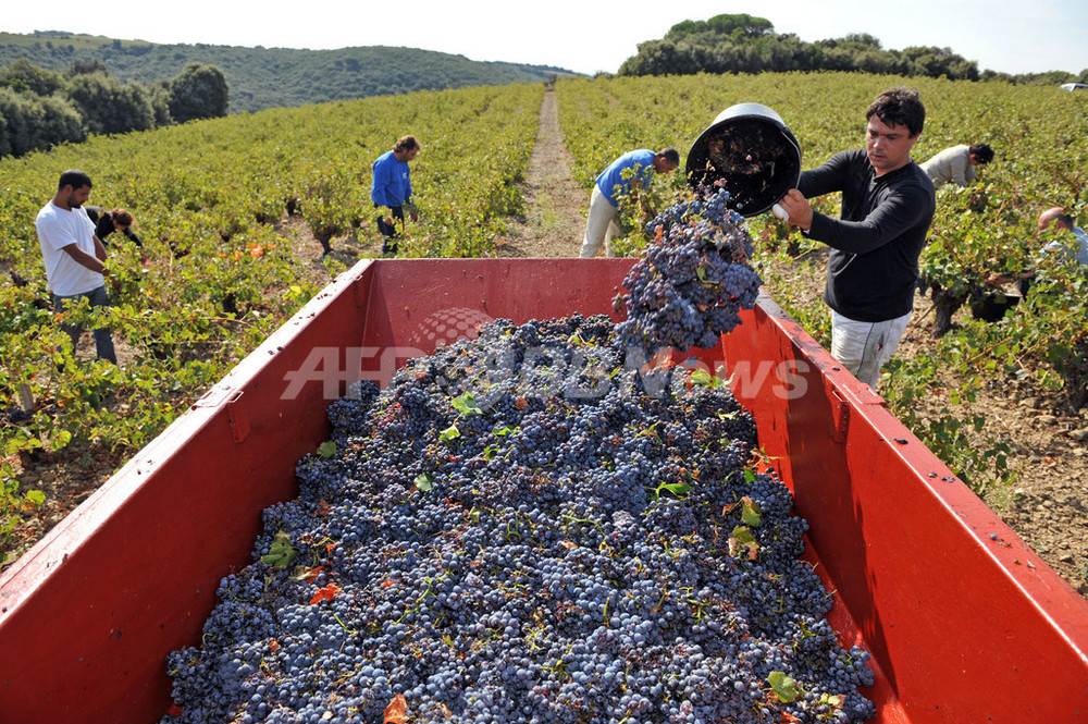 フランス、08年のブドウ収穫減少でワインにも不安 写真8枚 国際 