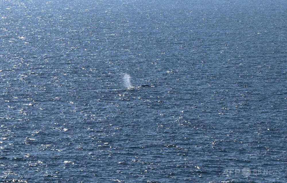 ドイツで座礁のクジラ、北海で解放 バージ船での救出作戦