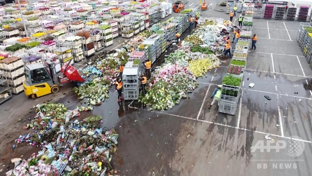 動画 新型コロナでしぼむ花需要 廃棄迫られる生産者たち オランダ 写真1枚 国際ニュース Afpbb News