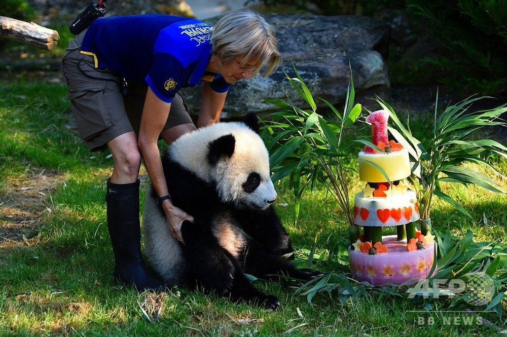 動画 フランスの赤ちゃんパンダ 1歳に ケーキ贈られるも 写真1枚 国際ニュース Afpbb News