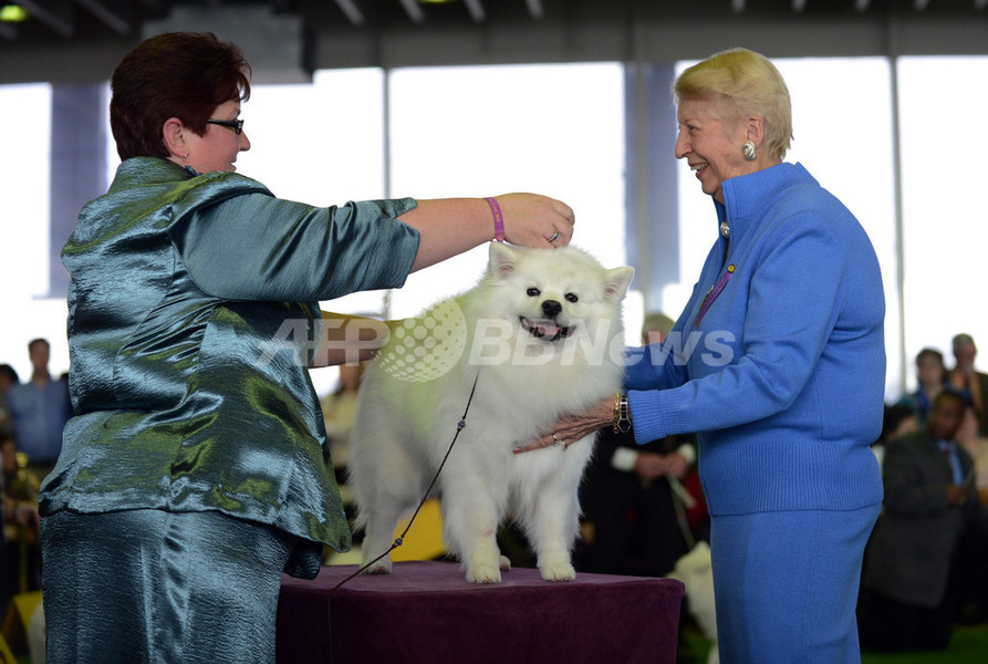 アーフェンピンシャーに栄冠、ウエストミンスター・ドッグショー