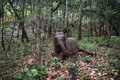 タイ北部チェンマイ県で、食料を求めて森をうろつくゾウ（2020年6月4日撮影）。(c)Lillian SUWANRUMPHA / AFP