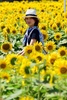 満開の時期を迎えた東京都内のヒマワリ畑を歩く女性（2014年8月7日撮影）。(c)AFP/Yoshikazu TSUNO