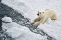フランツヨシフ諸島のゲオルグ島沖のホッキョクグマ（2021年8月22日撮影）。(c)Ekaterina ANISIMOVA / AFP
