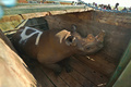 ケニアのレワ野生動物保護管理公園で、セラ自然保護トラストに移すため木製のおりに入れられたクロサイ（2015年5月20日撮影）。(c)AFP/TONY KARUMBA