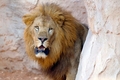 モロッコの首都ラバト（Rabat）のラバト動物園で飼育されるアトラスライオン（2012年9月3日撮影）。(c)AFP/FADEL SENNA