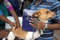 インドのハイデラバードの国営動物病院で、無料の狂犬病予防接種を受けるペット犬（2019年7月6日撮影）。(c)NOAH SEELAM / AFP