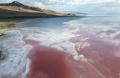 米ユタ州にあるグレートソルト湖で、水位が低下して塩分濃度が高まり水がピンク色になった場所（2024年9月9日撮影）。(c)Frederic J. BROWN / AFP