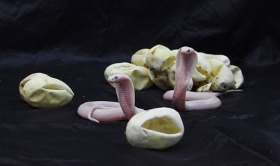 白変種のタイコブラの赤ちゃん、フランス