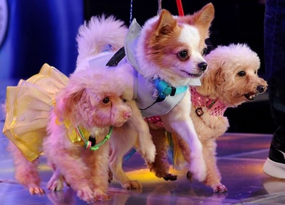 「キャットウオーク」にイヌ登場！？世界動物の日 フィリピン