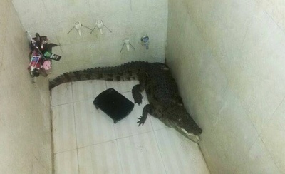 民家に忍び込んだワニ、浴室で見つかる インド