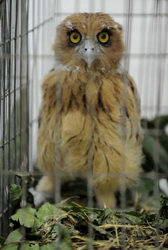 希少動物多数を保護、フィリピンの空港で押収