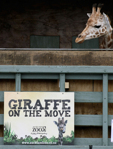 キリンのきょうだい、海を渡ってお引っ越し