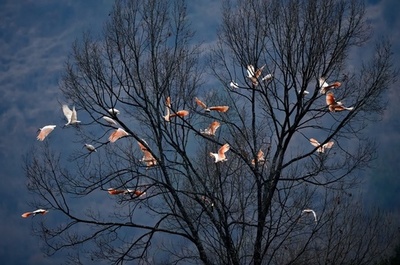 希少絶滅危惧種が回復的成長 中国