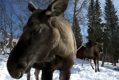 ヘラジカ侵入で地下鉄運休、やむなく射殺 スウェーデン首都