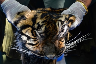 絶滅危惧種スマトラトラの毛皮売ろうとした男逮捕 インドネシア