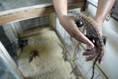 絶滅危惧のコモドオオトカゲ、人工ふ化に成功　インドネシア