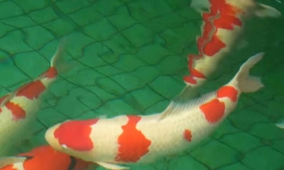 錦鯉 オークションで1匹410万円 中国