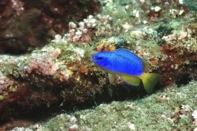 韓国・離島近海の魚類、半分以上が熱帯・亜熱帯性…水温・環境変化か