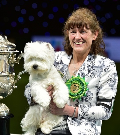 英ドッグショー「クラフツ」、最高賞はウエスト・ハイランド・ホワイト・テリア