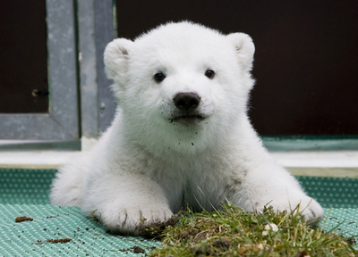 ホッキョクグマのフロッケ、芝のかけらで初遊び