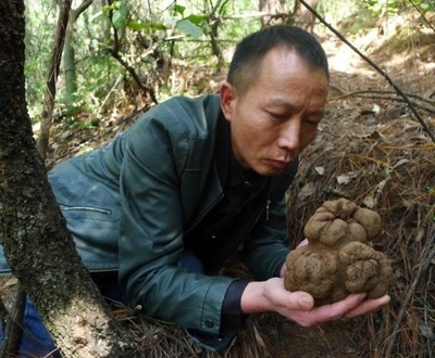 重さ1キロ超の巨大トリュフ見つかる、中国最大の産地・雲南省