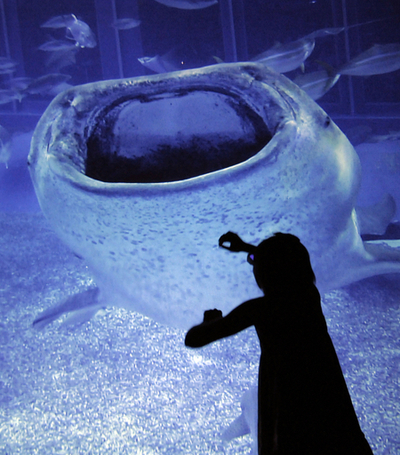 銀座で泳ぐジンベイザメ、ソニーのハイビジョン「沖縄美ら海水族館」