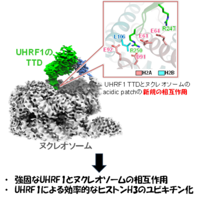 【横浜市立大学】UHRF1によるヌクレオソーム認識とヒストンH3ユビキチン化の構造基盤を解明