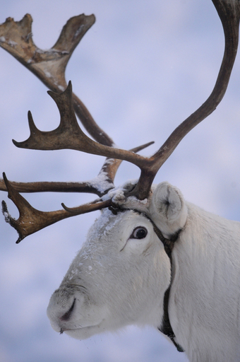 ボク本物です、雪の中たたずむフィンランドのトナカイ