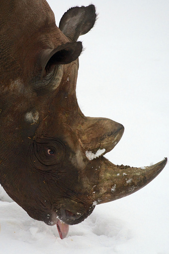 サイの密猟、過去最多の633頭に 南ア