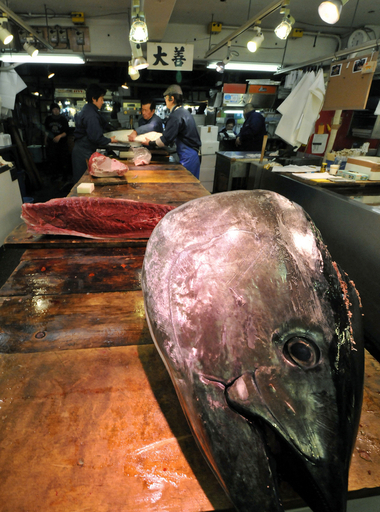 クロマグロ国際取引禁止案は「不公平」、水産庁