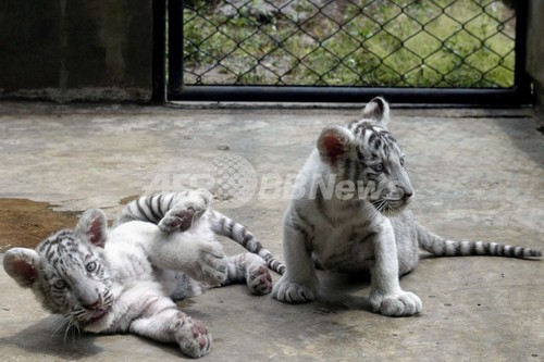 ピンクの肉球がキュート 仲良しホワイトタイガーの赤ちゃん 写真2枚 ファッション ニュースならmode Press Powered By Afpbb News