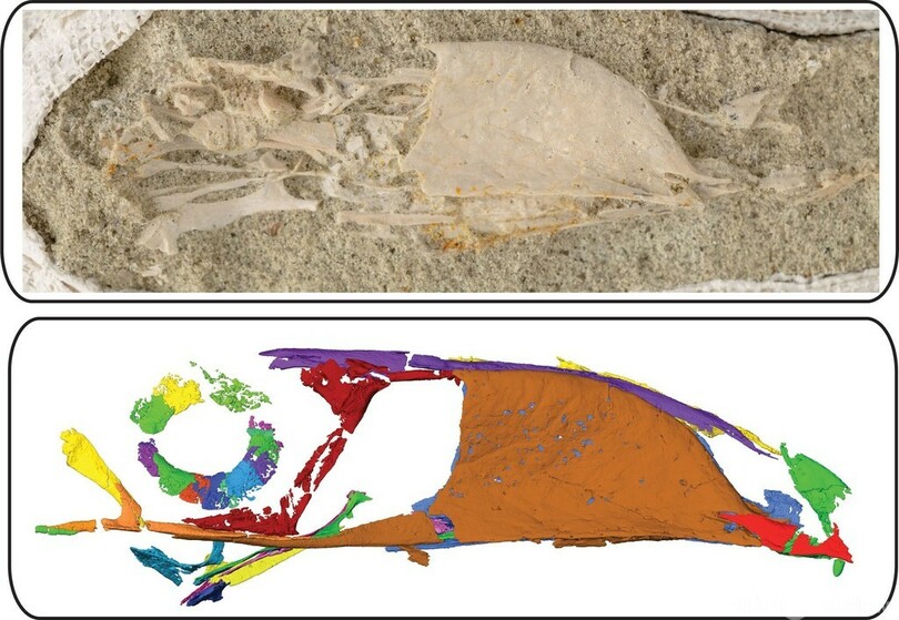 「出っ歯のオオハシ」? 新種の古代鳥の化石発見、多様性示唆