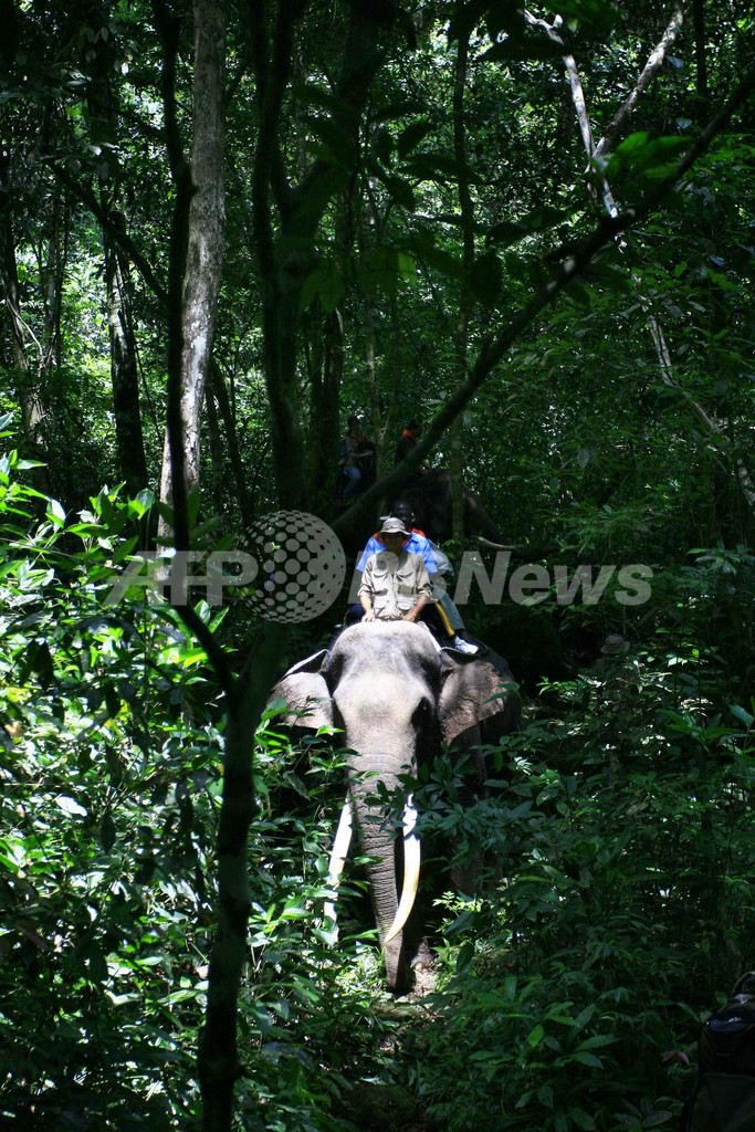 ゾウにまたがり森林伐採を監視、インドネシアの環境対策