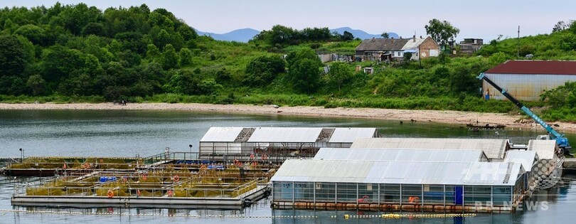 水族館への輸出目的で捕獲、「イルカ監獄」から最後の21頭解放 ロシア