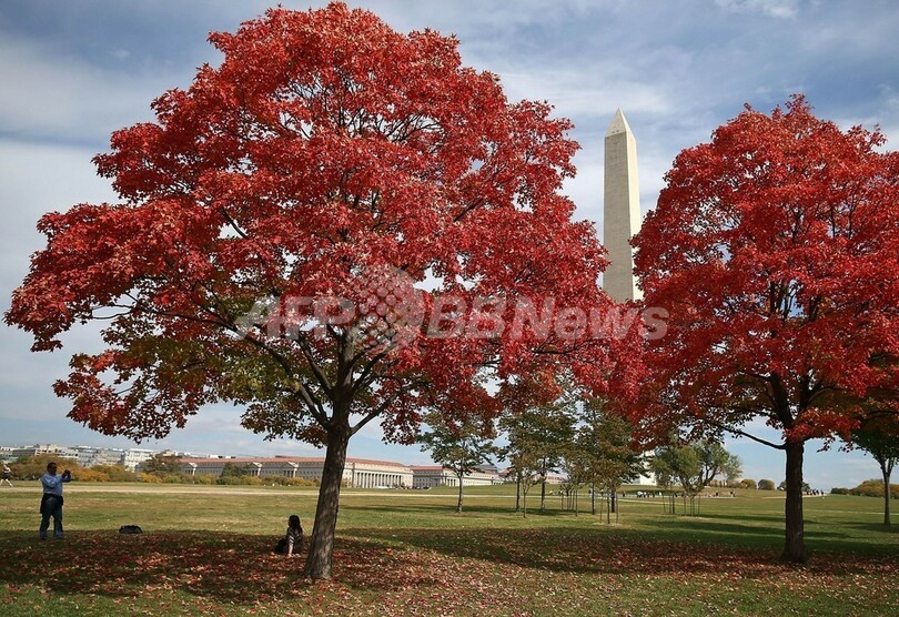 燃えるような紅葉見ごろ、米ワシントン