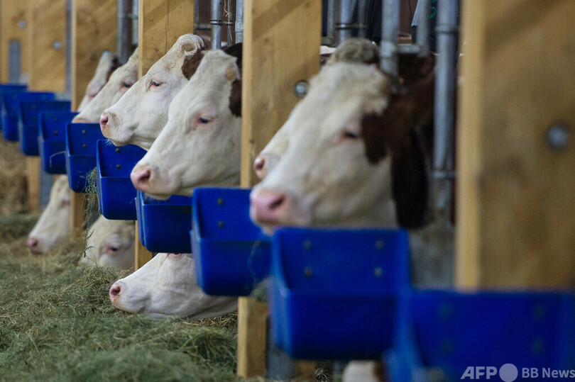 鳥インフル、乳牛から感染か 米で患者確認